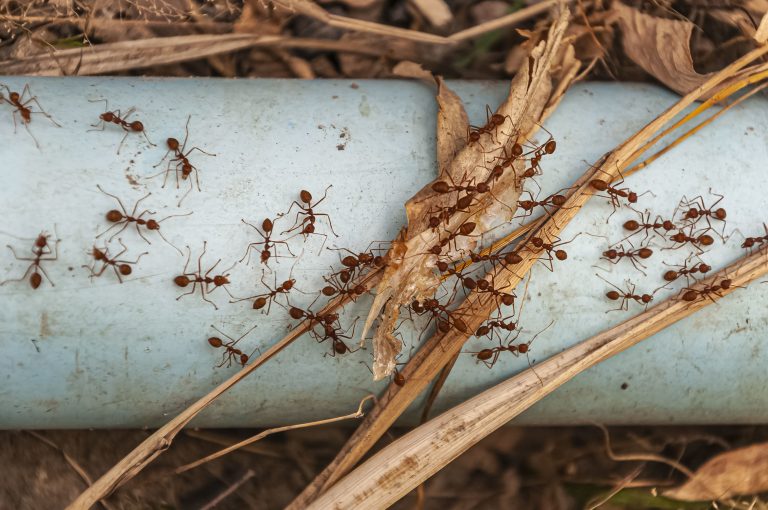 How-to-Remove-Ants-from-Your-Home-Fast-The-Complete-Guide
