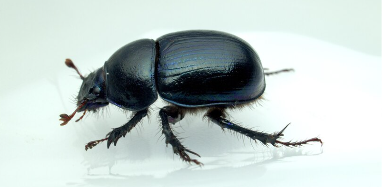 bed-bug-infestations-in-your-home