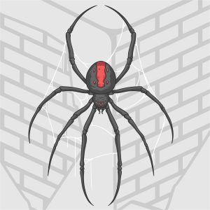 controlling-your -spider-infestation