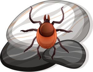 bed-bug-control-service