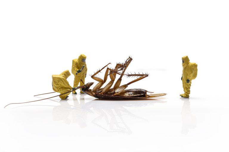 how to remove cockroaches permanently