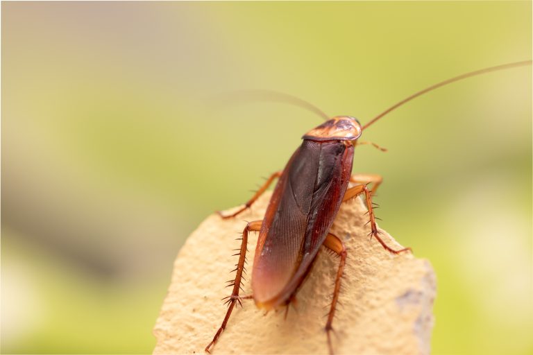 Pest Control Services for-Cockroaches