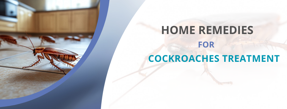 20 Top Home Remedies for Cockroaches Treatment – You Must Try