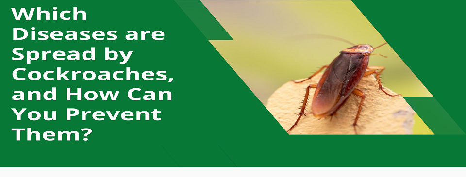 Which Diseases are Spread by Cockroaches, and How Can You Prevent Them?