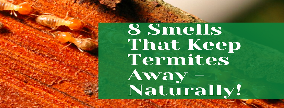 8 Smells That Keep Termites Away – Naturally!