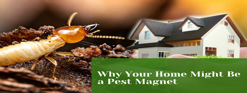 Why Your Home Might Be a Pest Magnet (And How to Fix It Fast)
