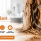7 early signs of termite infestation and professional inspection