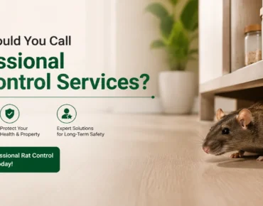 Professional rat control services for removing rat infestation in home