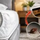 Bed bugs hiding in mattress seams and furniture causing recurring infestation
